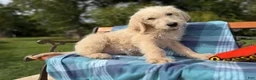 Labradoodle dogs for sale: Saffron (Girl) - Ad 4