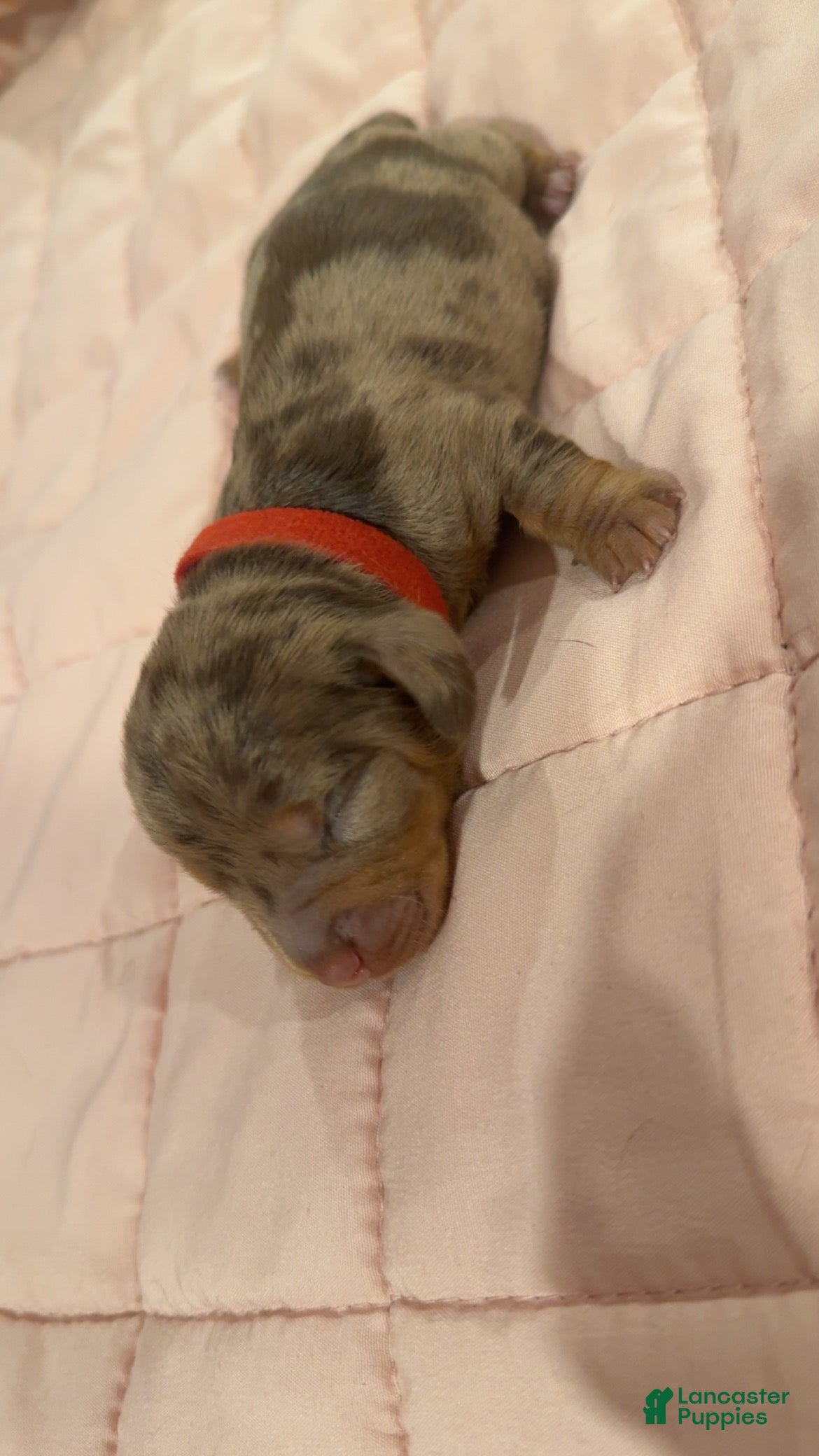 Miniature Dachshund dogs Miniature Dachshund 3 - Ad 22