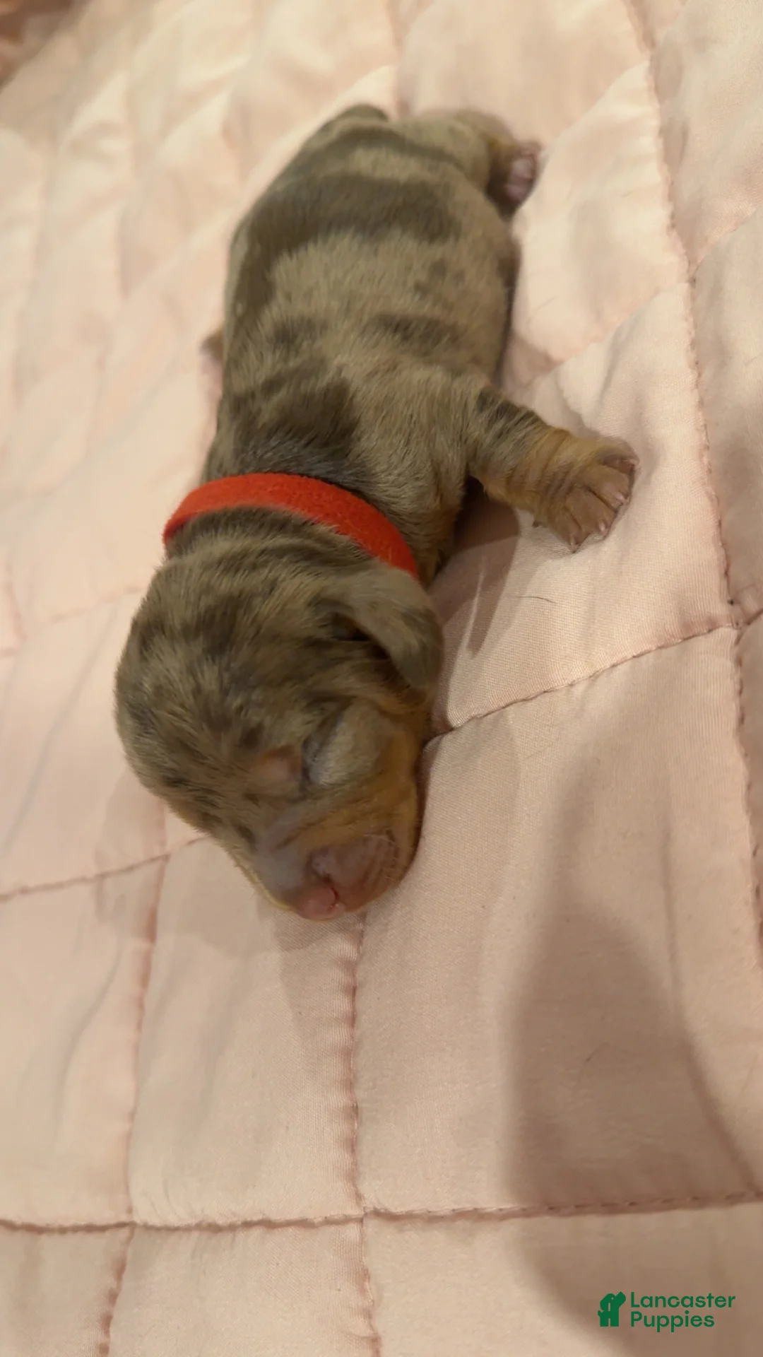 Miniature Dachshund dogs for sale: Miniature Dachshund 3 - Ad 1