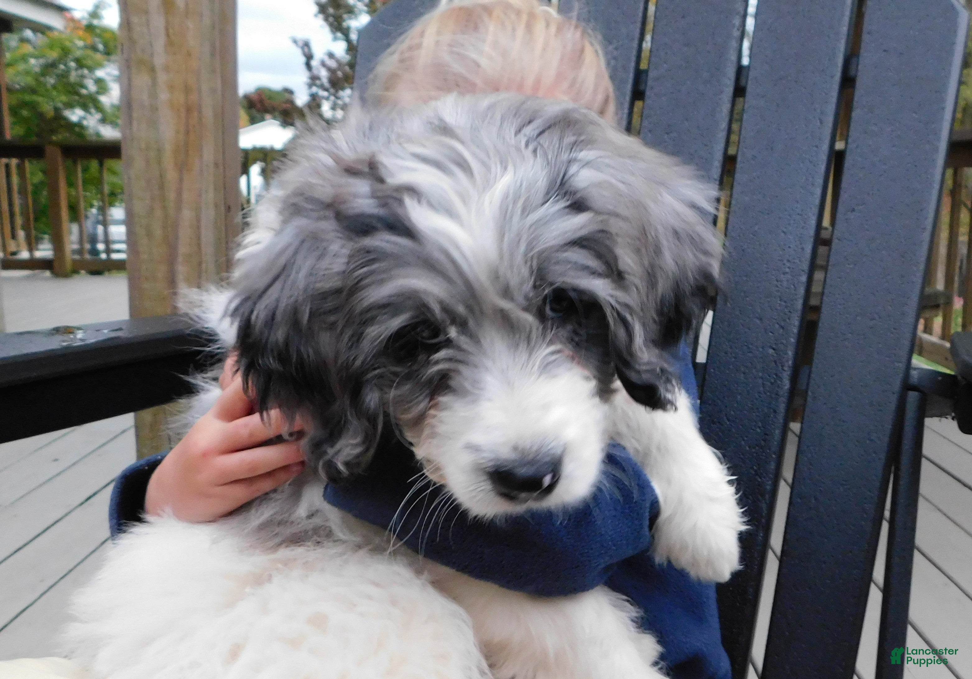 Newfypoo Puppies for sale in Akron, Ohio Lancaster Puppies