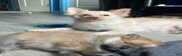 Pomeranian dogs for sale: Koffee - Ad 2