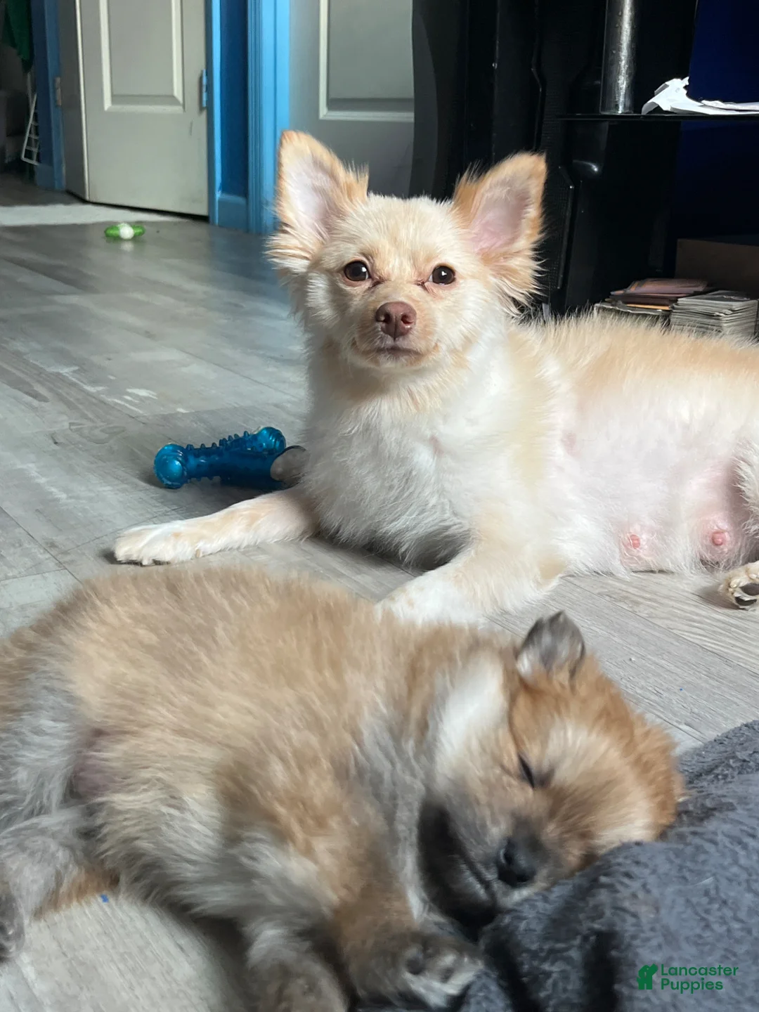 Pomeranian dogs for sale: Koffee - Ad 2
