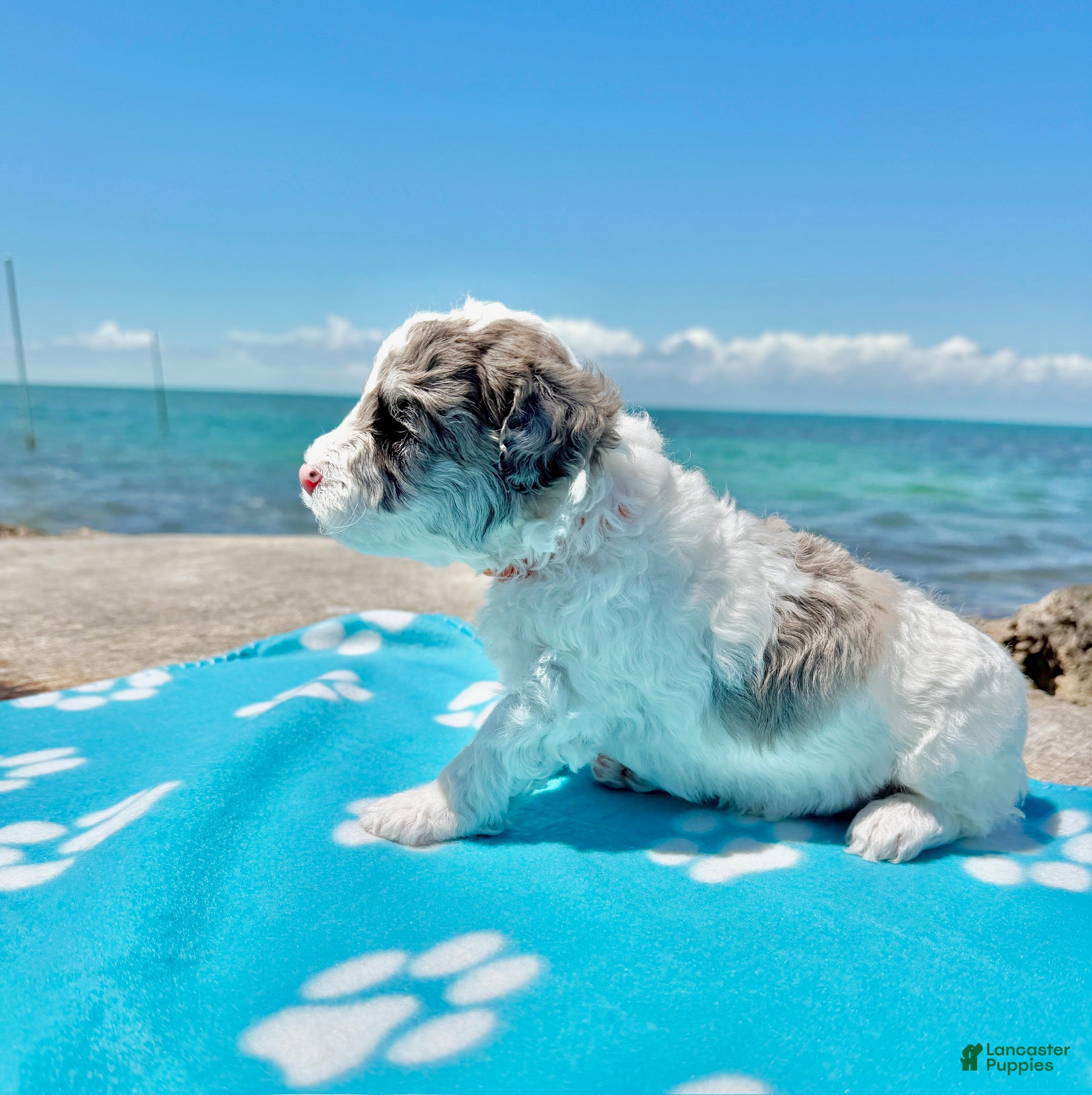 Miniature Poodle dogs Miniature Poodle Orange - Ad 2