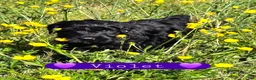 Giant Schnauzer dogs for sale: Giant Schnauzer Violet  - Ad 3