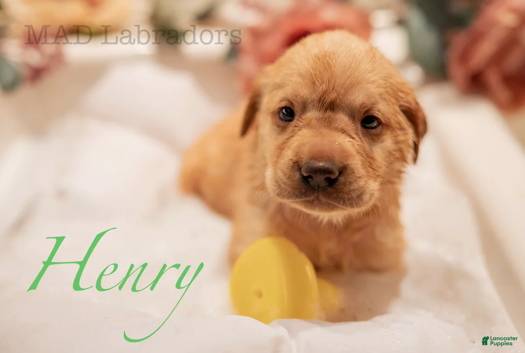 Labrador Retriever dogs for sale: Henry - Ad 1