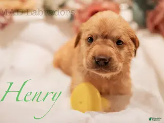 Labrador Retriever dogs Henry - Ad 4