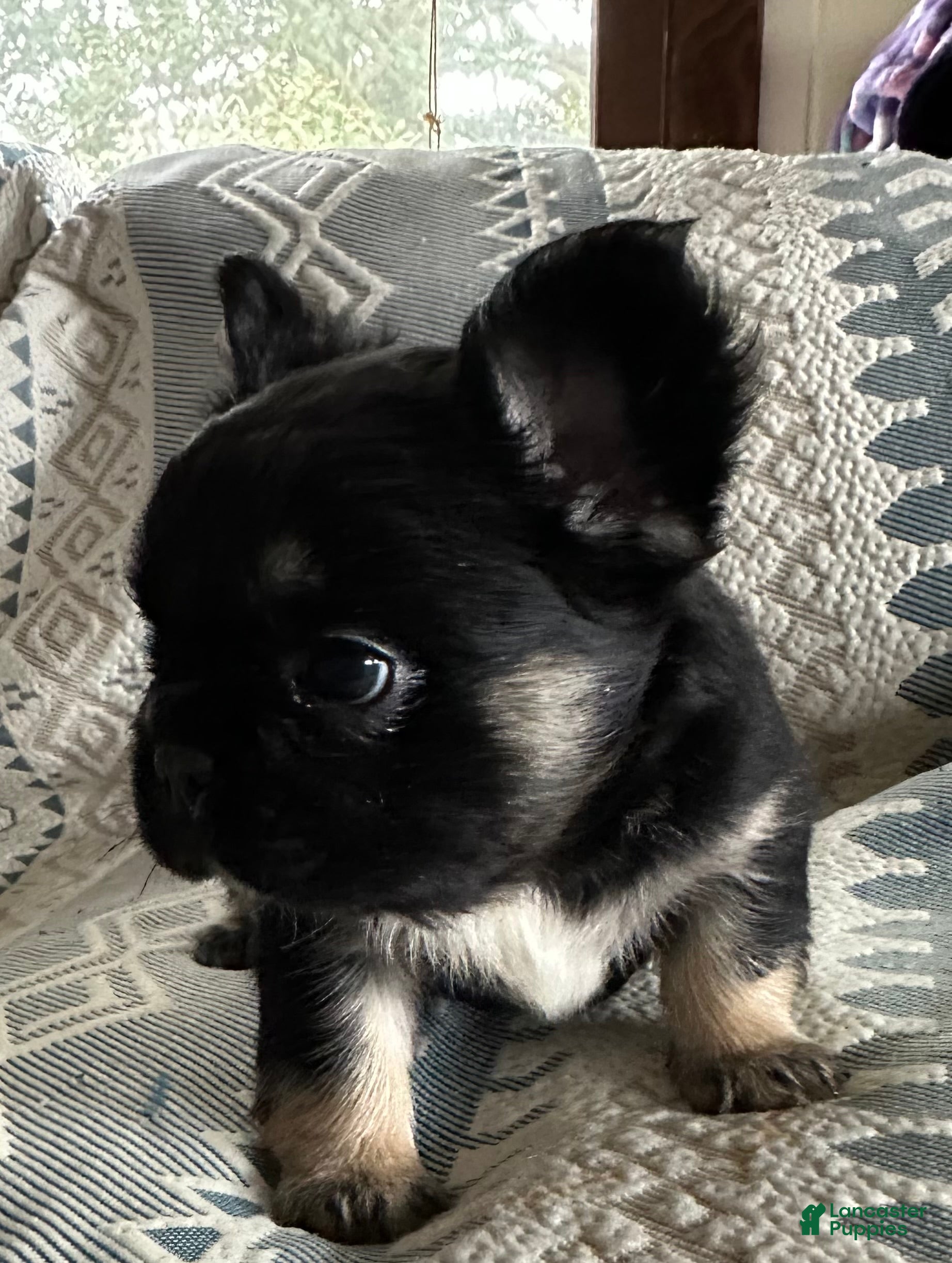 French Bulldog dogs French Bulldog Puppy 2 - Ad 2