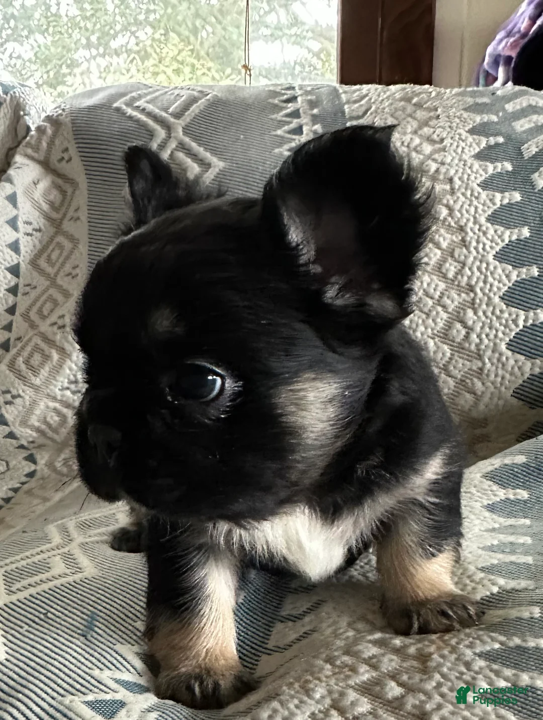 French Bulldog dogs for sale: French Bulldog Puppy 2 - Ad 2