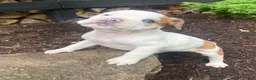 Mixed Breed dogs for sale: Minnie - Ad 6