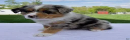 Australian Shepherd dogs for sale: Penny - Ad 6