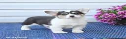 Welsh Corgi Pembroke dogs for sale: Pearl - Ad 1