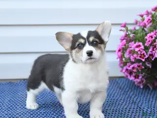 Welsh Corgi Pembroke dogs for sale: Pearl - Ad 2