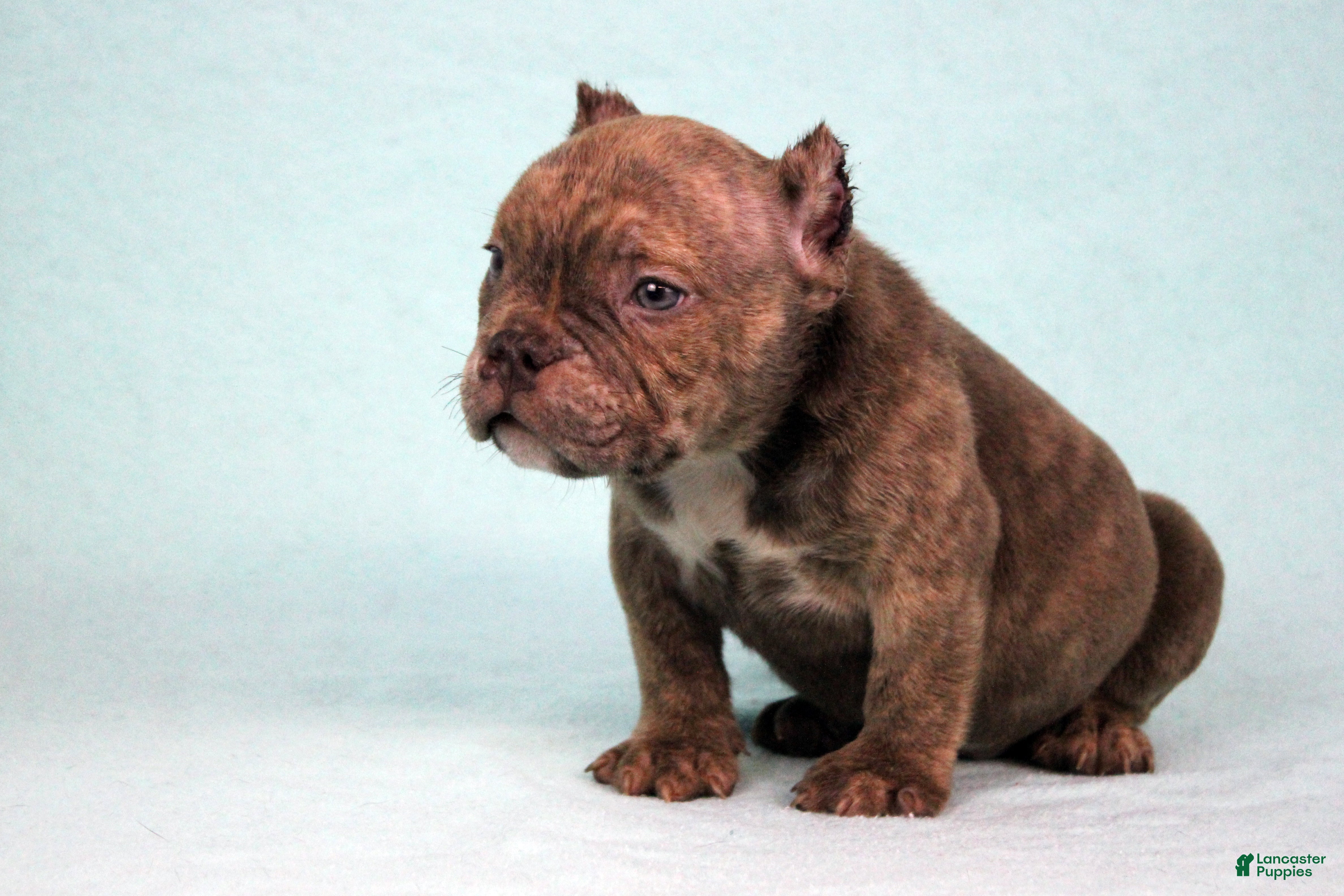 American Bully dogs Chocolate Brindle Male - Ad 2
