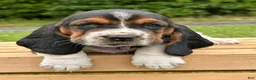 Basset Hound dogs for sale: Isabella - Ad 8