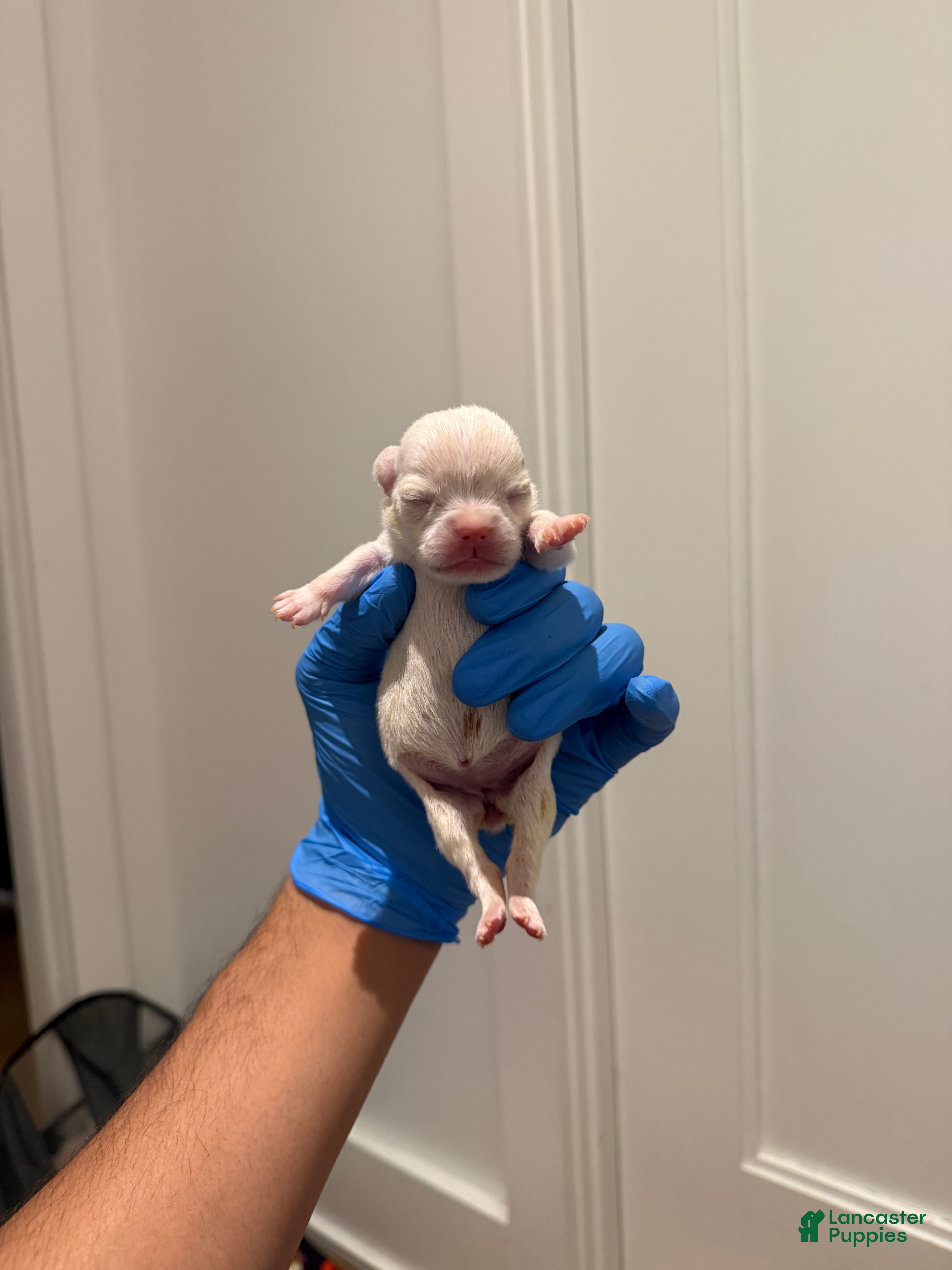 French Bulldog dogs Ghosty - Ad 26