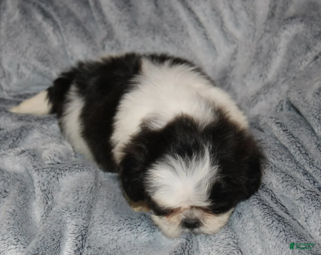 Shih Tzu dogs for sale: Ozzy - Ad 2