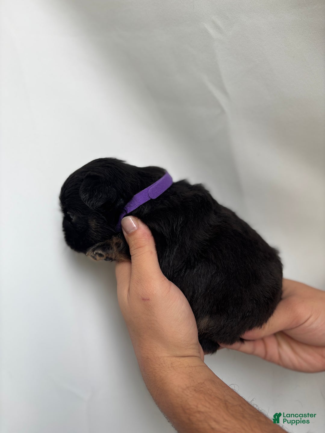 French Bulldog dogs for sale: Winter - Ad 6