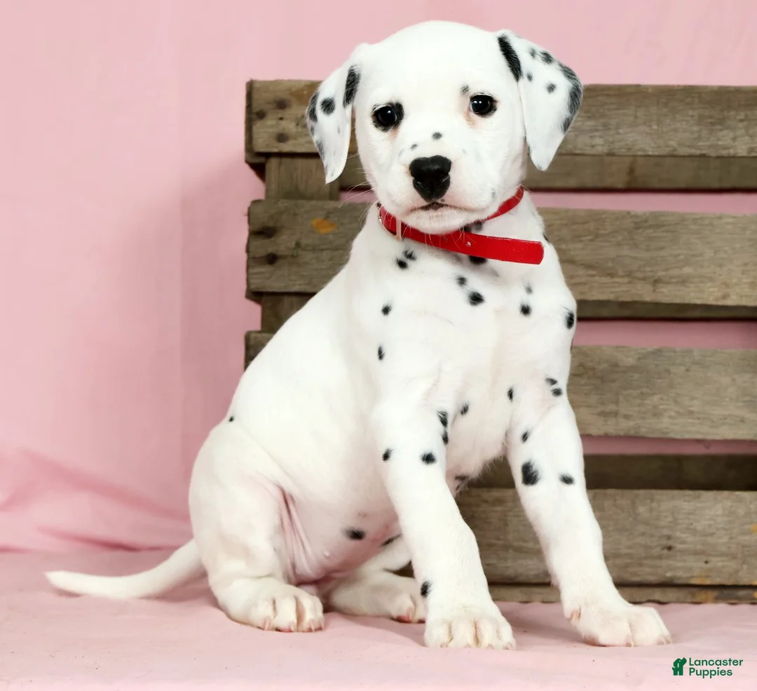 Dalmatian dogs for sale: Julie - Ad 1