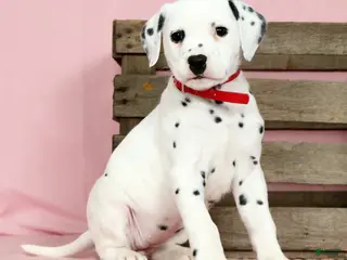 Dalmatian dogs for sale: Julie - Ad 1