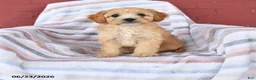 Cavapoo dogs for sale: Cookie - Ad 1