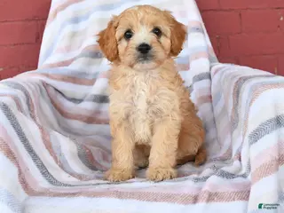 Cavapoo dogs for sale: Cookie - Ad 2
