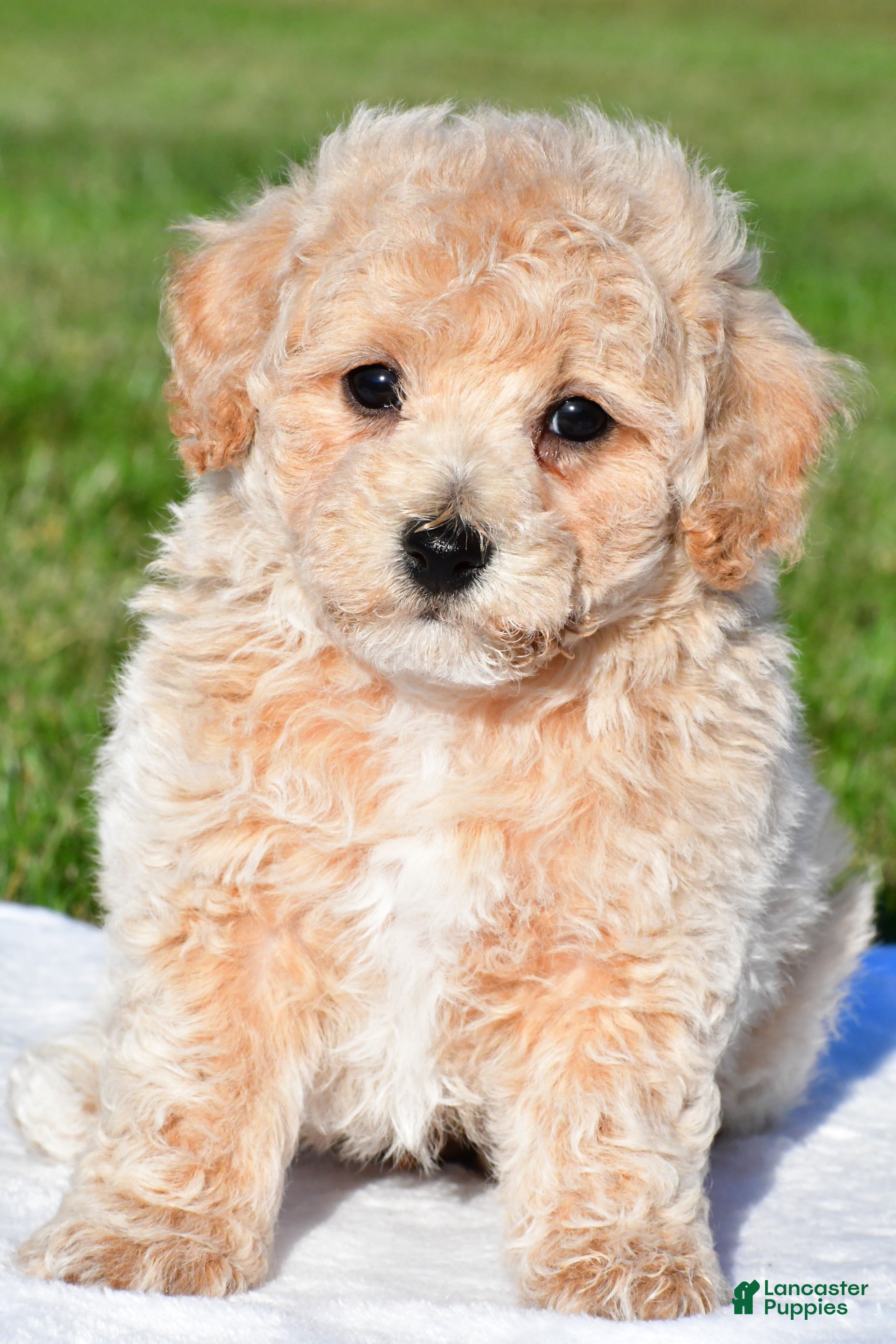 Bichpoo dogs for sale: trey - Ad 1