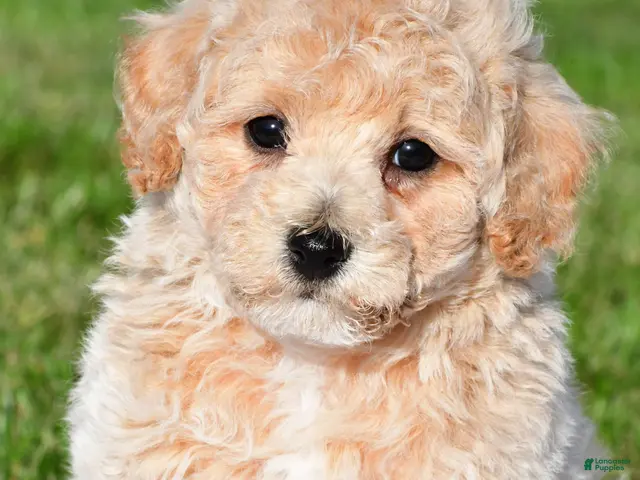 Bichpoo dogs for sale: trey - Ad 1