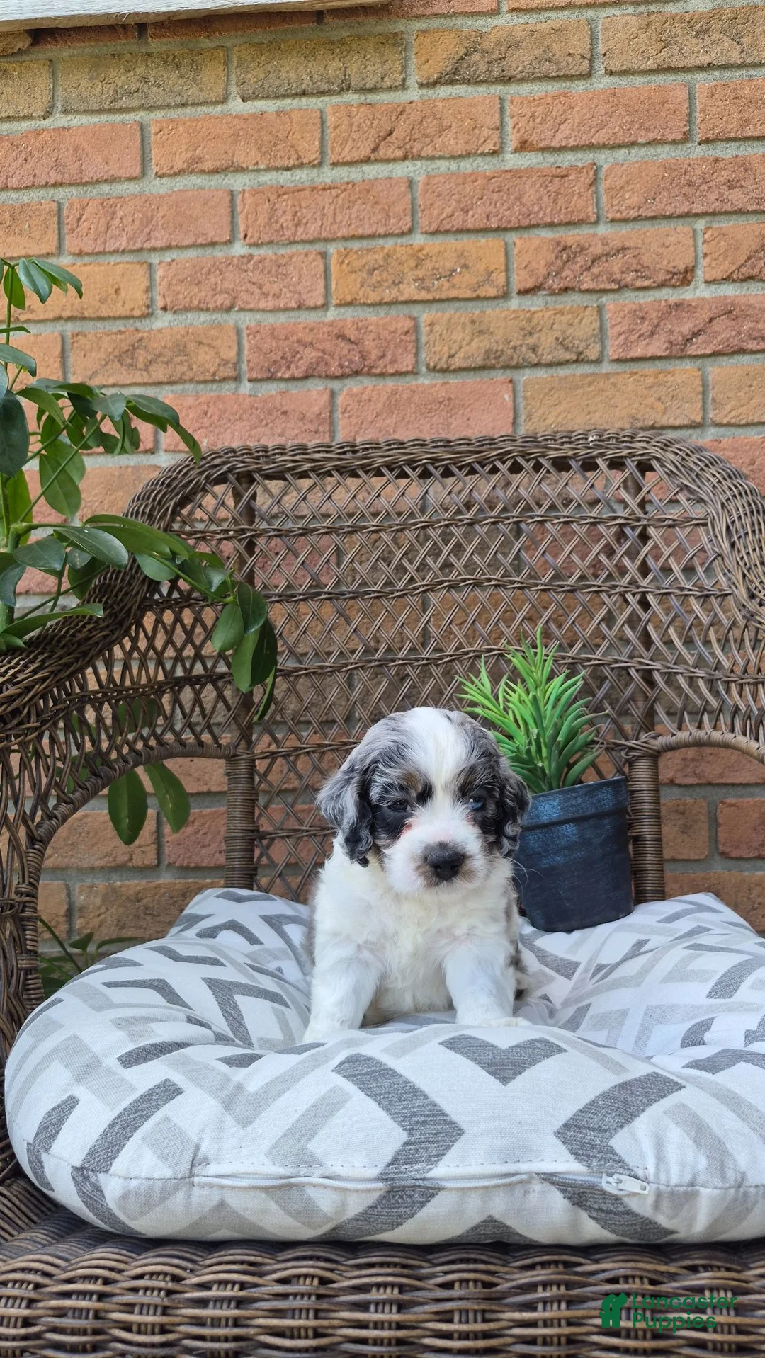 Cockapoo dogs for sale: Dallas - Ad 1