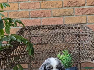 Cockapoo dogs for sale: Dallas - Ad 3