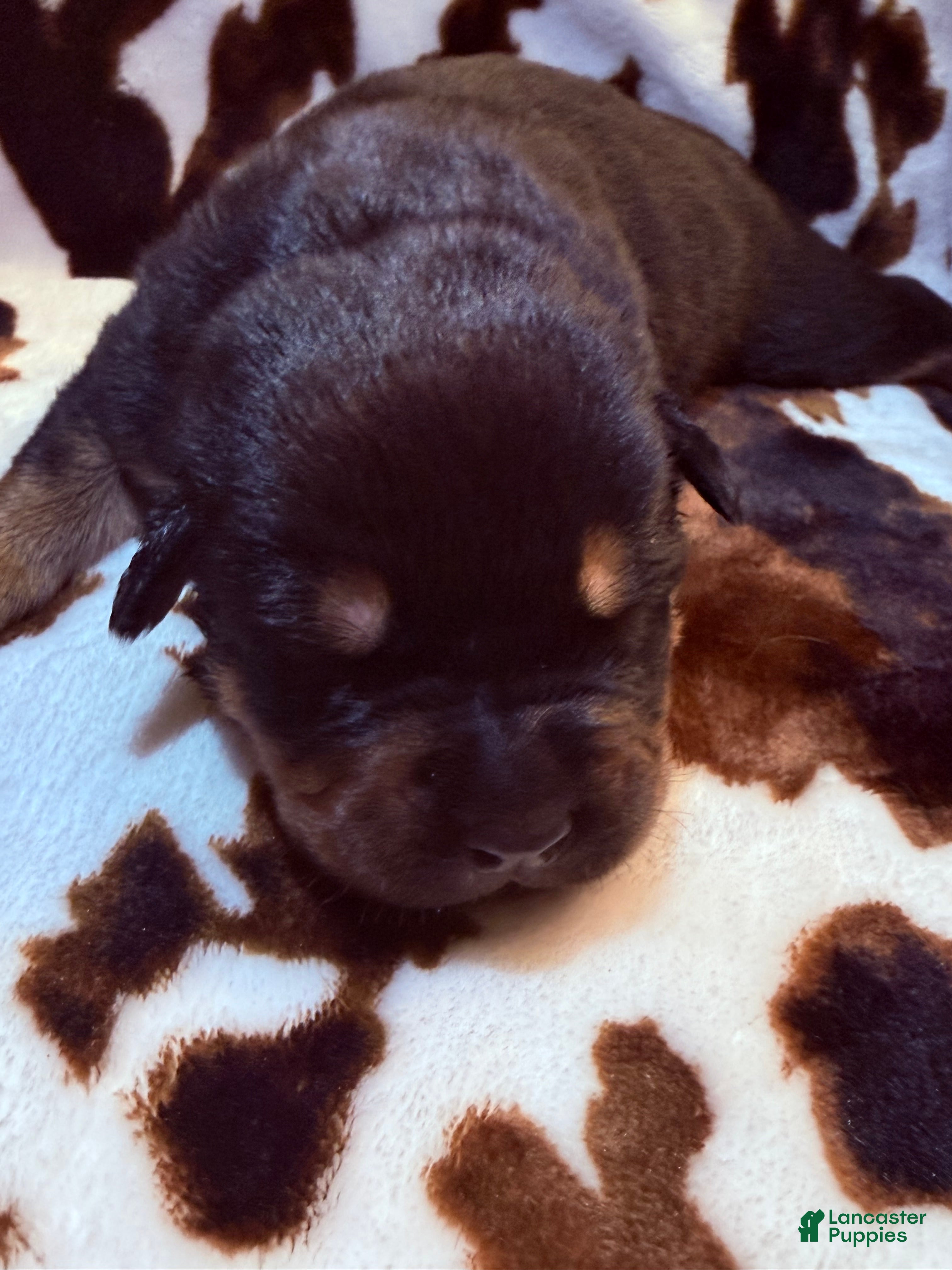 Mixed Breed dogs Churro - Ad 32