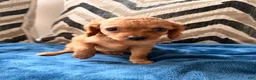 Cavapoo dogs for sale: Puppy 2 - Ad 2