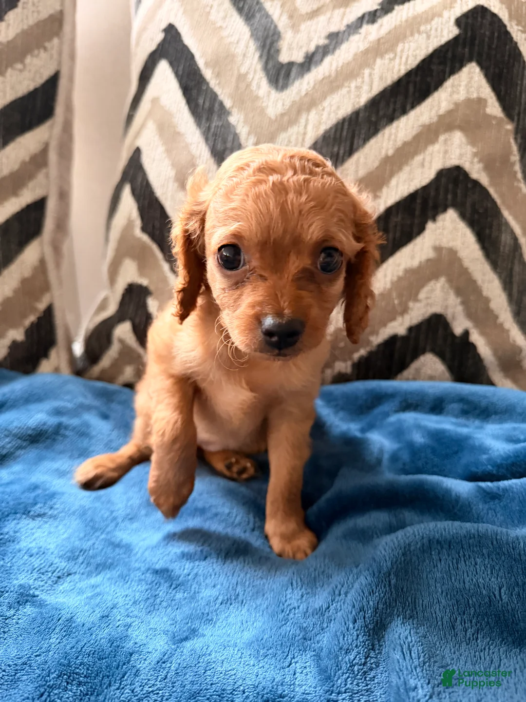 Cavapoo dogs for sale: Puppy 2 - Ad 2