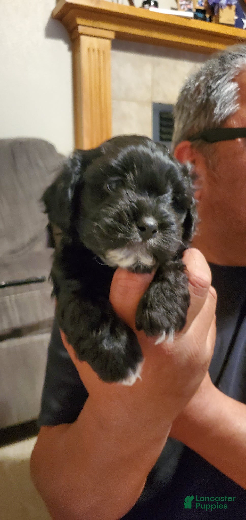 Mixed Breed dogs Mixed Breed Puppy 1 - Ad 30