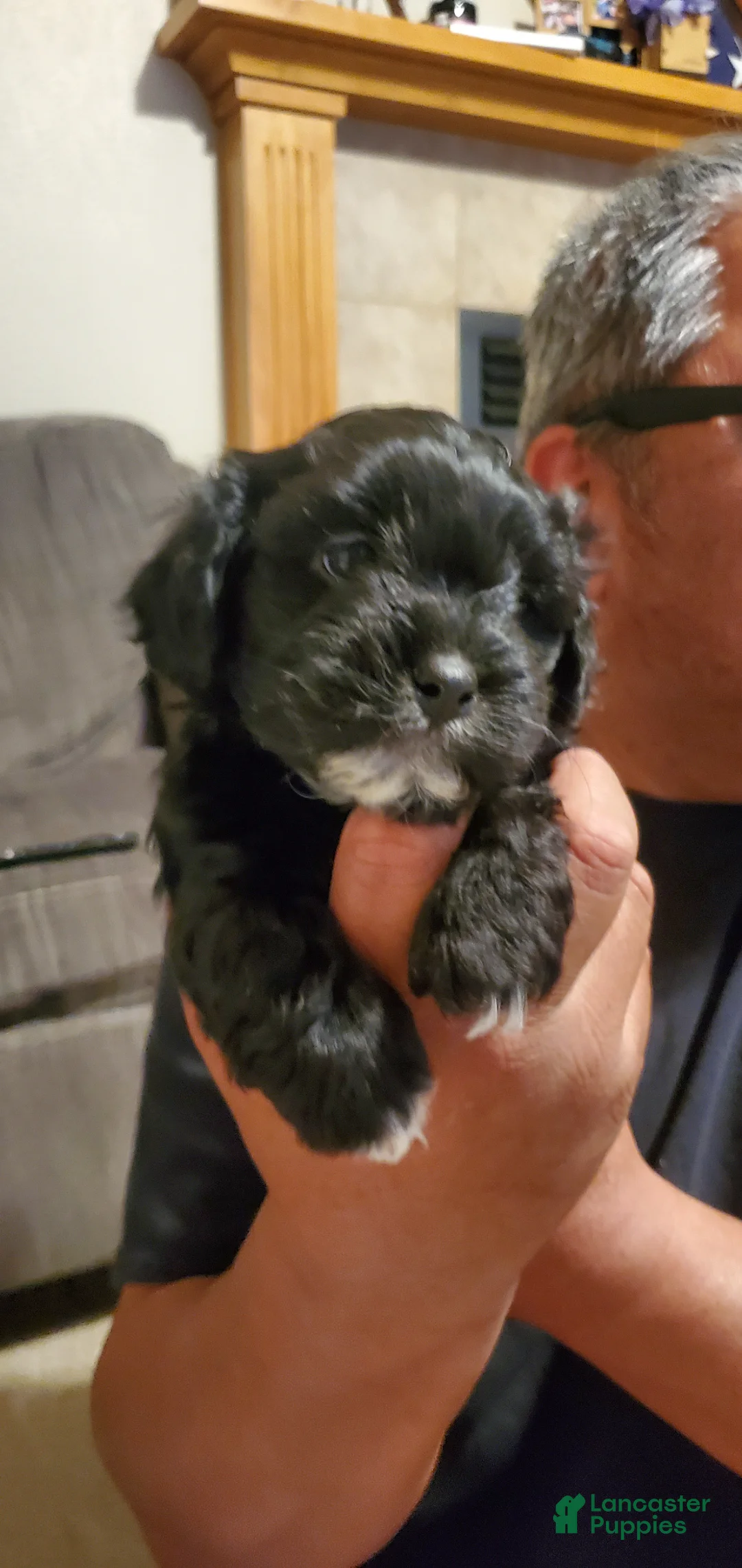 Mixed Breed dogs for sale: Mixed Breed Puppy 1 - Ad 1