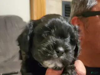 Mixed Breed dogs Mixed Breed Puppy 1 - Ad 30