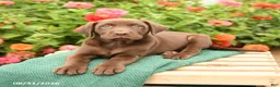 Labrador Retriever dogs for sale: Krew - Ad 3