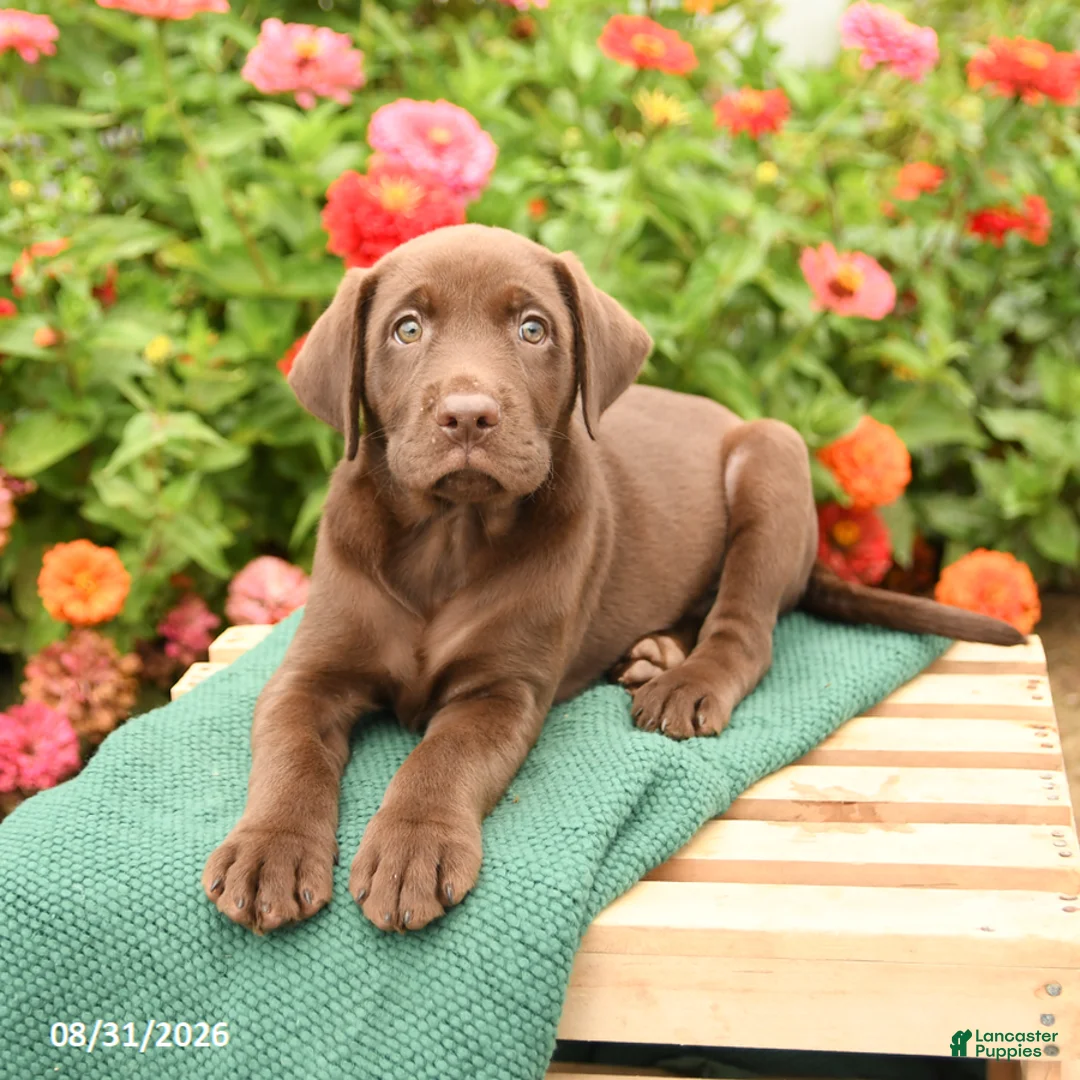 Labrador Retriever dogs for sale: Krew - Ad 3