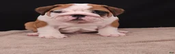 English Bulldog dogs for sale: Thor - Ad 16