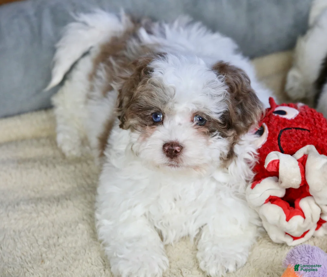 Shihpoo dogs for sale: Radlee - Ad 12