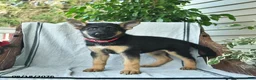 German Shepherd dogs for sale: Gemma  - Ad 4