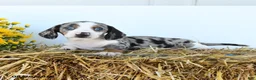 Miniature Dachshund dogs for sale: Willow - Ad 5