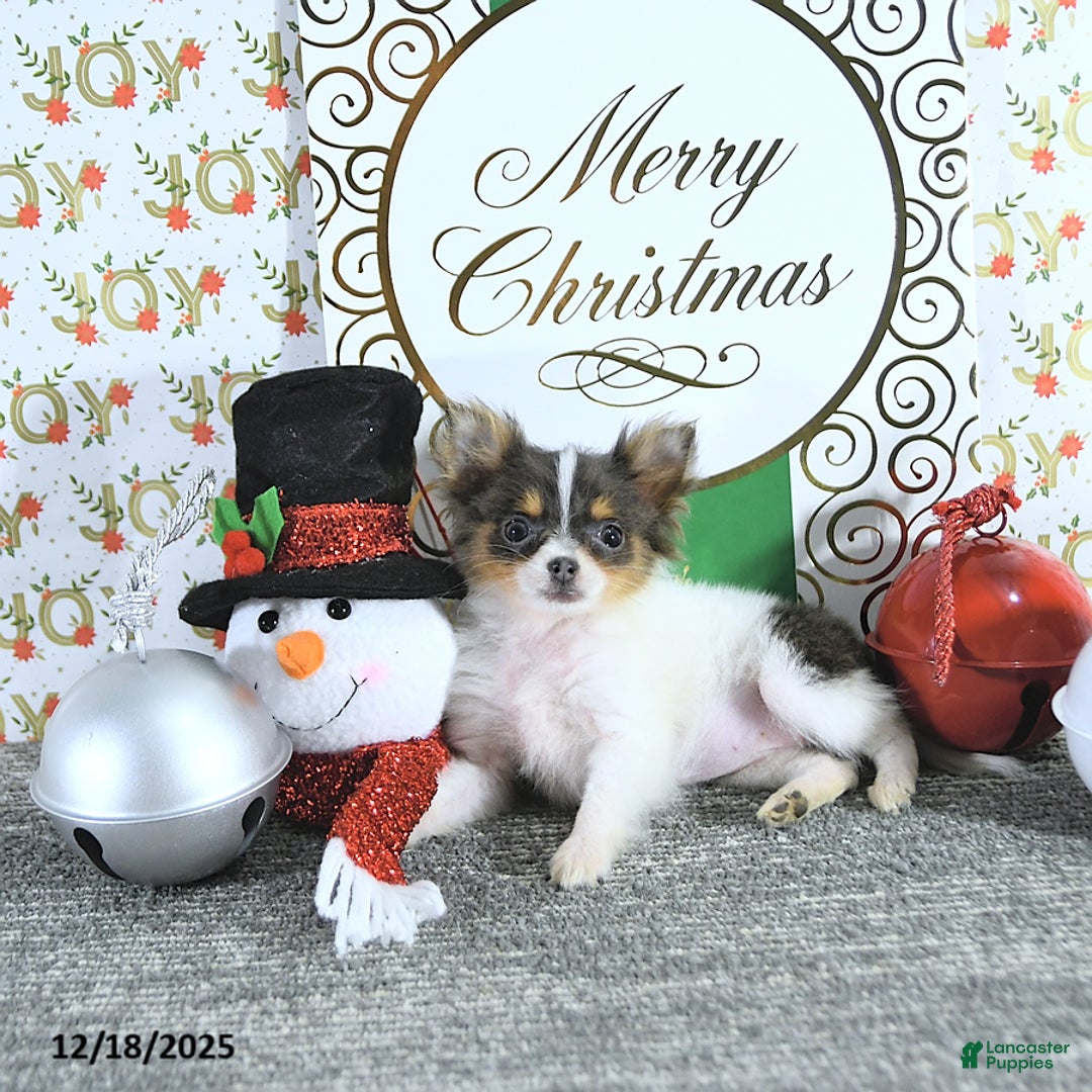 Pomeranian dogs for sale: Lilly - Ad 9