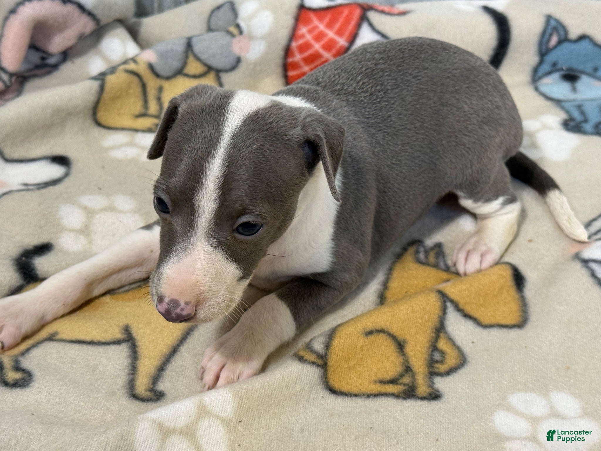 Italian Greyhound dogs Camo AKC - Ad 2