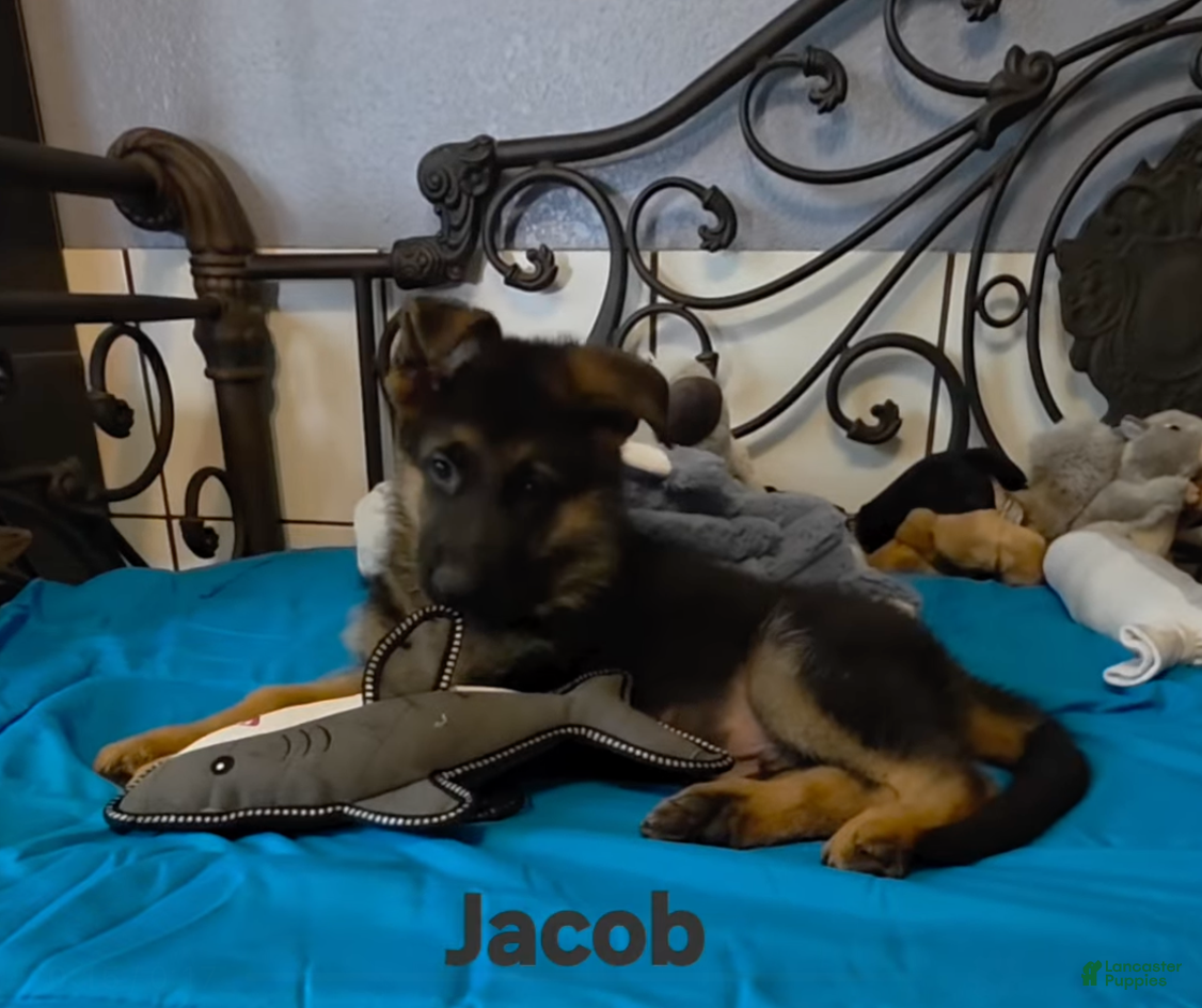 German Shepherd dogs Jacob - Ad 2