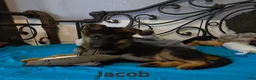 German Shepherd dogs for sale: Jacob - Ad 2