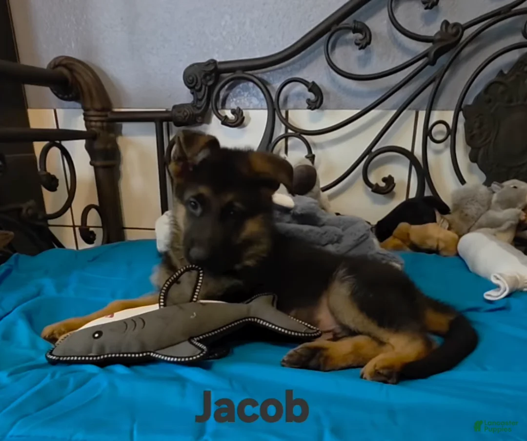 German Shepherd dogs for sale: Jacob - Ad 2