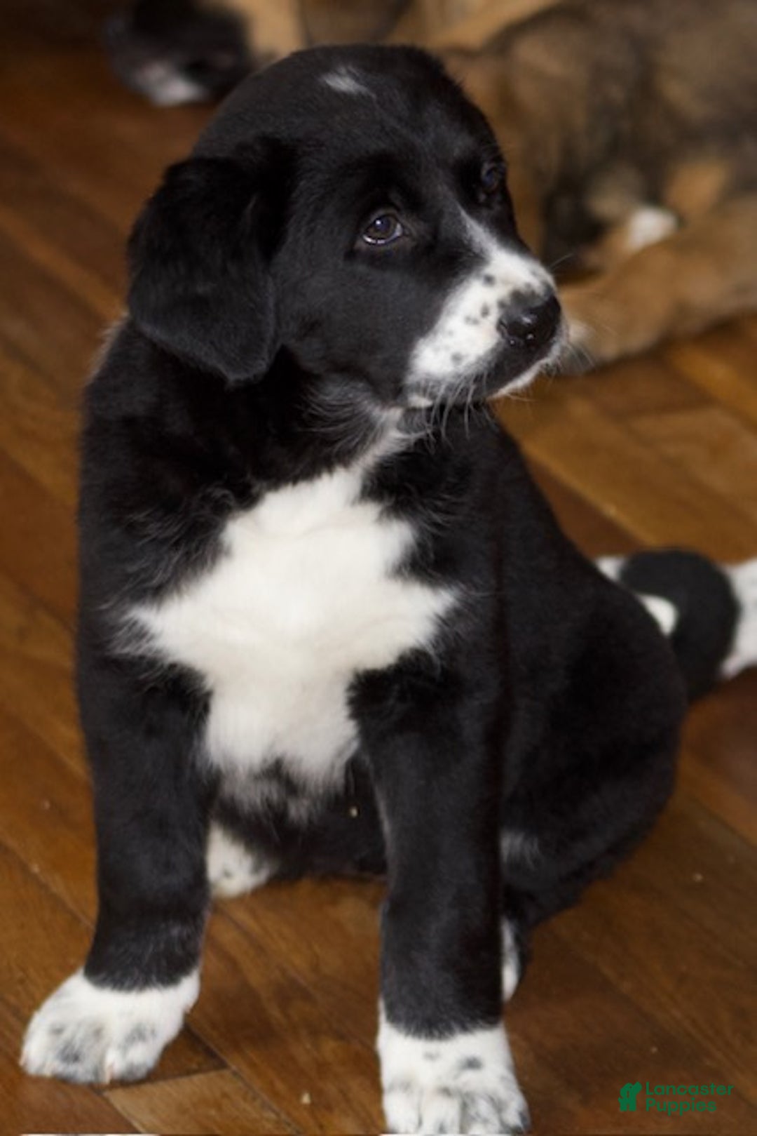 Mixed Breed dogs for sale: Luna - Ad 1