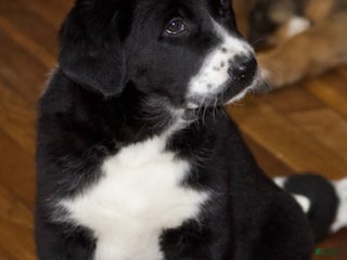 Mixed Breed dogs Luna - Ad 12