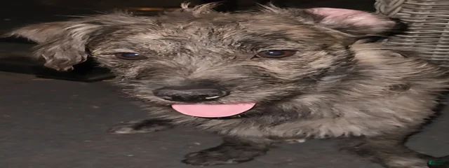 Snupi 