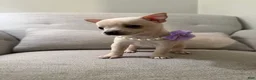 Chihuahua dogs for sale: Bella - Ad 4